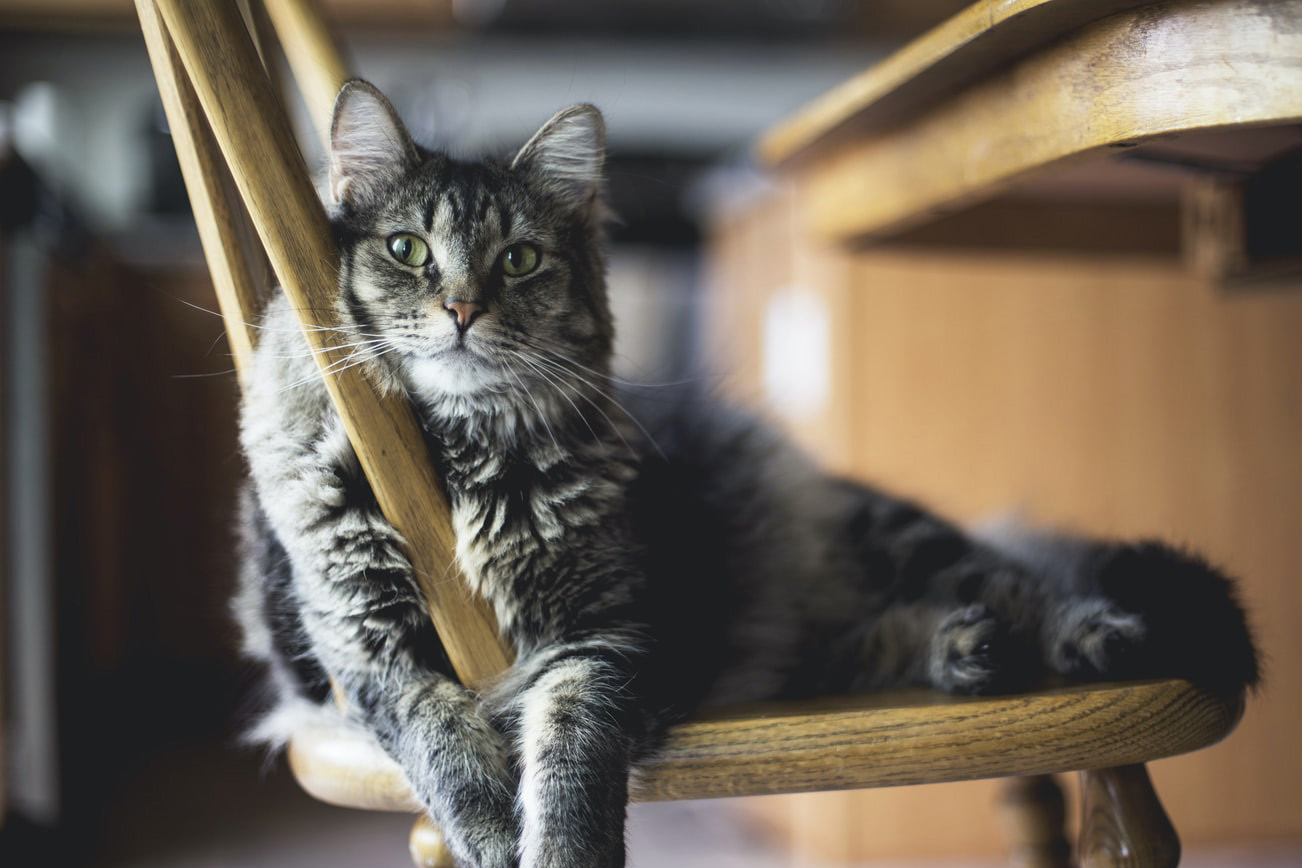 vedrørende umærkede katte – Dyrlæge Eva Christensen
